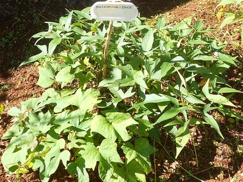 Ação de sensibilização: Produto biológico plantado na horta da escola.